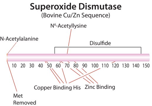 Superoxide Dismutase from bovine erythrocytes