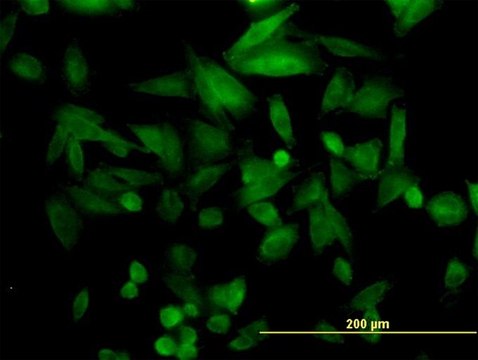 Monoclonal Anti-FHL5 antibody produced in