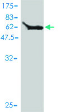 Monoclonal Anti-MOAP1 antibody produced in