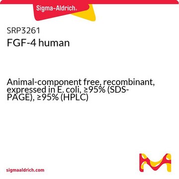 FGF-4 human
