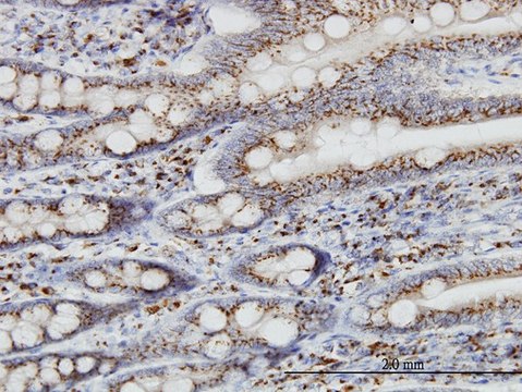 Monoclonal Anti-TGOLN2 antibody produced in