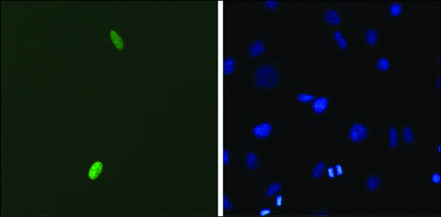 Monoclonal Anti-DUX4 antibody produced in