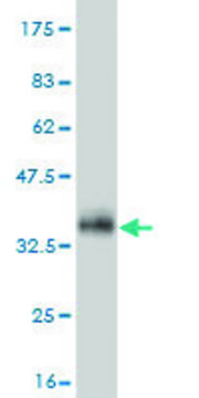 Monoclonal Anti-C9orf61 antibody produced in