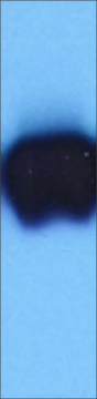 Monoclonal Anti-Cytokeratin 19 antibody produced