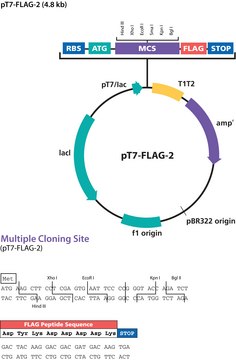 pT7-FLAG™-2 Expression Vector