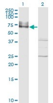 Monoclonal Anti-ICAM1 antibody produced in