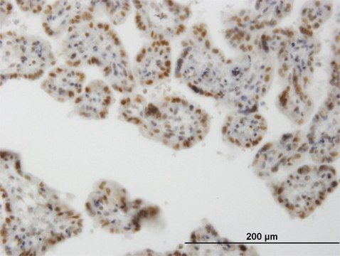 Monoclonal Anti-CLK3 antibody produced in