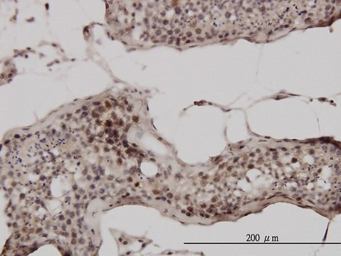 Monoclonal Anti-UBB antibody produced in