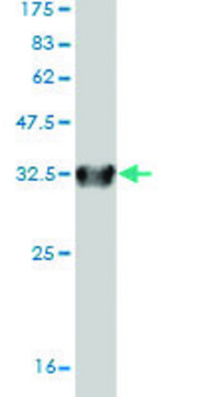 Monoclonal Anti-SLC6A20 antibody produced in