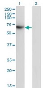 Monoclonal Anti-TFCP2 antibody produced in