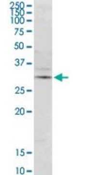 Monoclonal Anti-DERL1 antibody produced in