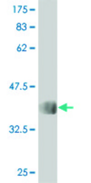 Monoclonal Anti-KSR2 antibody produced in