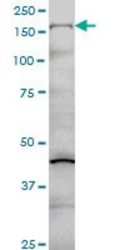 Monoclonal Anti-COL5A1 antibody produced in