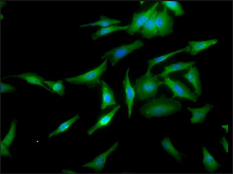 Monoclonal Anti-Hsf1 - Percp antibody