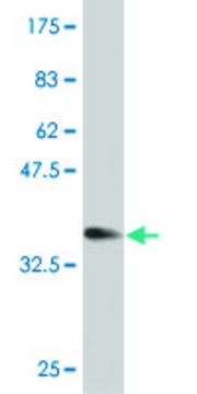 Monoclonal Anti-ZNF155 antibody produced in