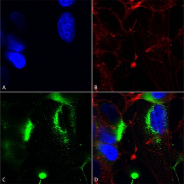 Monoclonal Anti-Task1 Potassium Channel antibody
