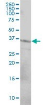 Monoclonal Anti-CD79B antibody produced in