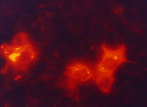 Monoclonal ANTI-FLAG® M2-Cy3™ antibody produced