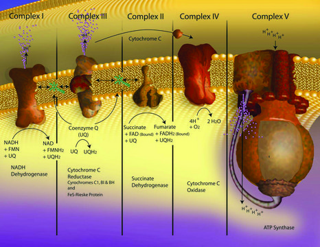 Cytochrome c from bovine heart