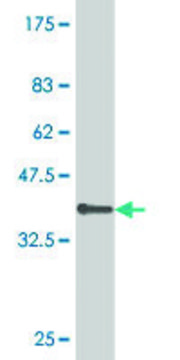Monoclonal Anti-GNL3 antibody produced in