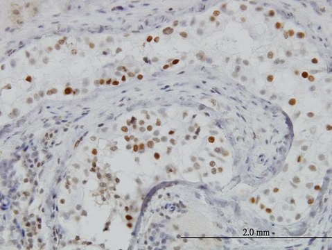 Monoclonal Anti-BRD3 antibody produced in