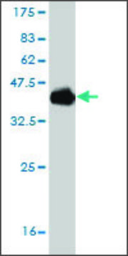 Monoclonal Anti-POU6F2 antibody produced in