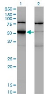 Monoclonal Anti-ZNF38 antibody produced in