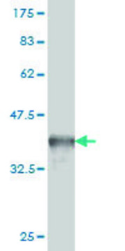 Monoclonal Anti-CITED1 antibody produced in