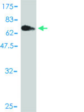 Monoclonal Anti-MGC50811 antibody produced in