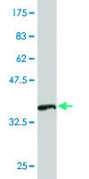 Monoclonal Anti-DMC1 antibody produced in