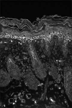 Monoclonal Anti-KCNA6 antibody produced in