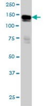 Monoclonal Anti-AXL antibody produced in