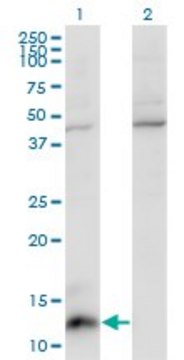 Monoclonal Anti-CCL7 antibody produced in