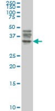 Monoclonal Anti-ATG3 antibody produced in