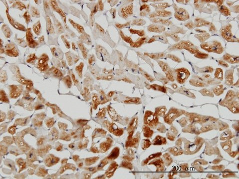 Monoclonal Anti-HSPB7 antibody produced in