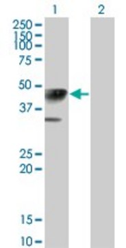 Monoclonal Anti-CALR3 antibody produced in