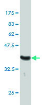 Monoclonal Anti-MUTYH antibody produced in