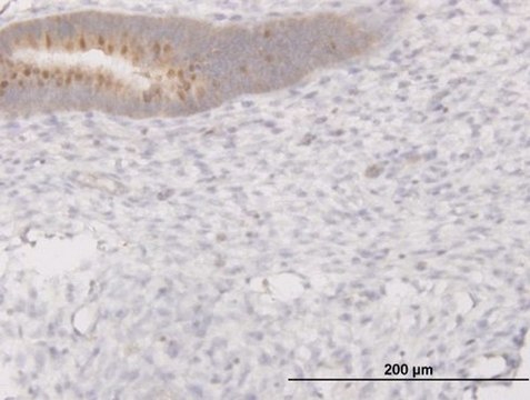 Monoclonal Anti-C13orf24 antibody produced in