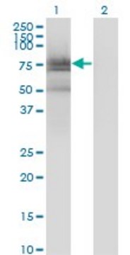 Monoclonal Anti-BMX antibody produced in