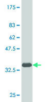 Monoclonal Anti-NKX6-1 antibody produced in