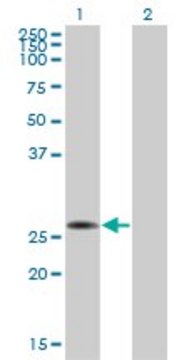 Monoclonal Anti-CRSP9 antibody produced in