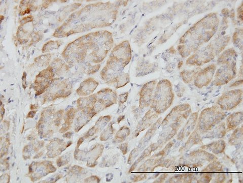 Monoclonal Anti-RAPGEF6 antibody produced in
