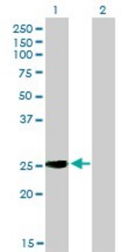 Monoclonal Anti-IGSF6 antibody produced in