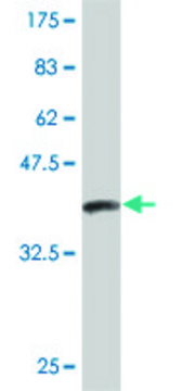 Monoclonal Anti-APCS antibody produced in