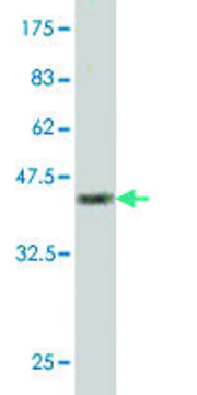 Monoclonal Anti-POLS antibody produced in