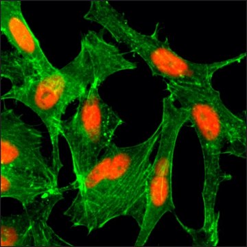 Anti-Acetyl-Histone H4 (Lys12) antibody, Rabbit