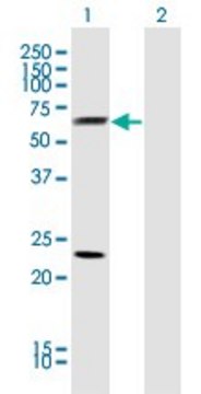 Monoclonal Anti-CLU antibody produced in