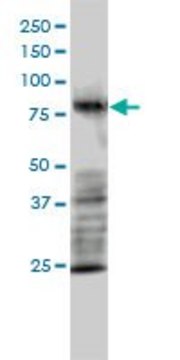 Monoclonal Anti-MRE11A antibody produced in