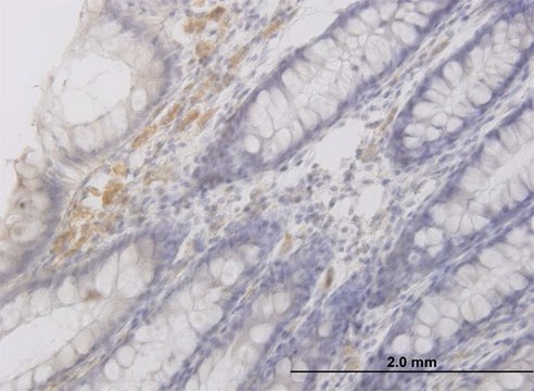 Monoclonal Anti-RAB42 antibody produced in