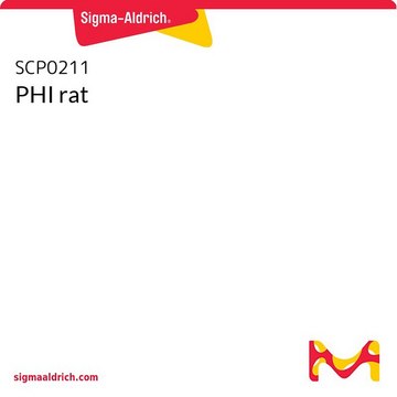 PHI rat